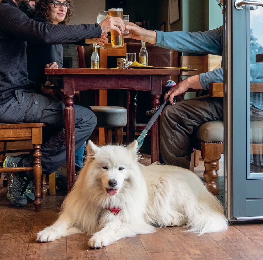 A Dog Lover’s Guide to Scotland