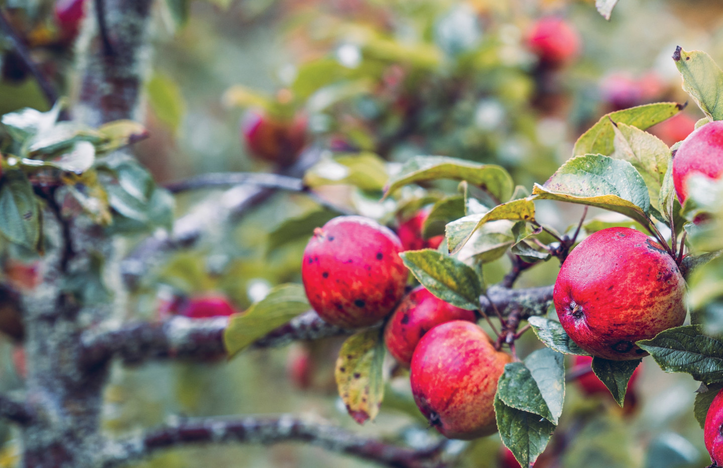 Scotland’s Cider Scene