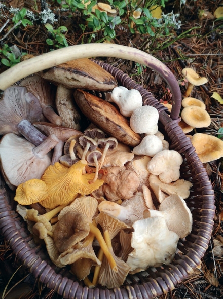 Foraging for Wild Food