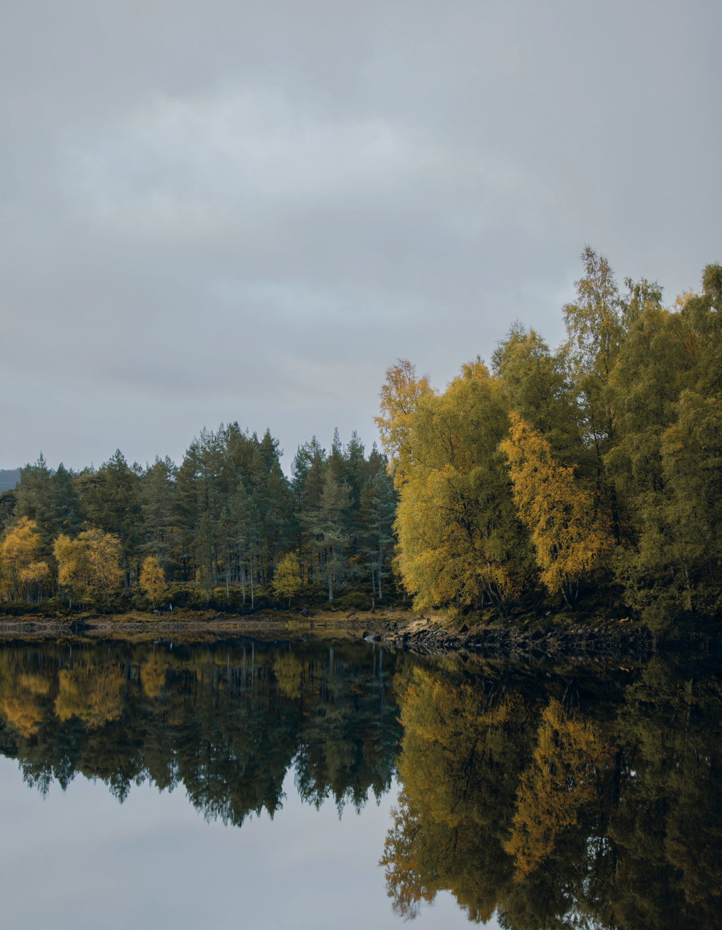 The Caledonian Forest