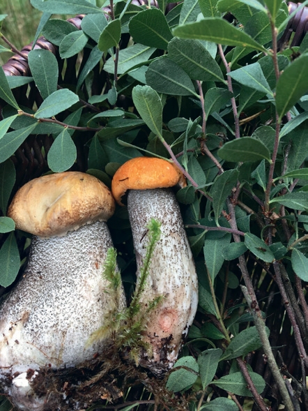 Foraging for Wild Food