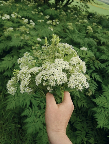 Foraging for Wild Food