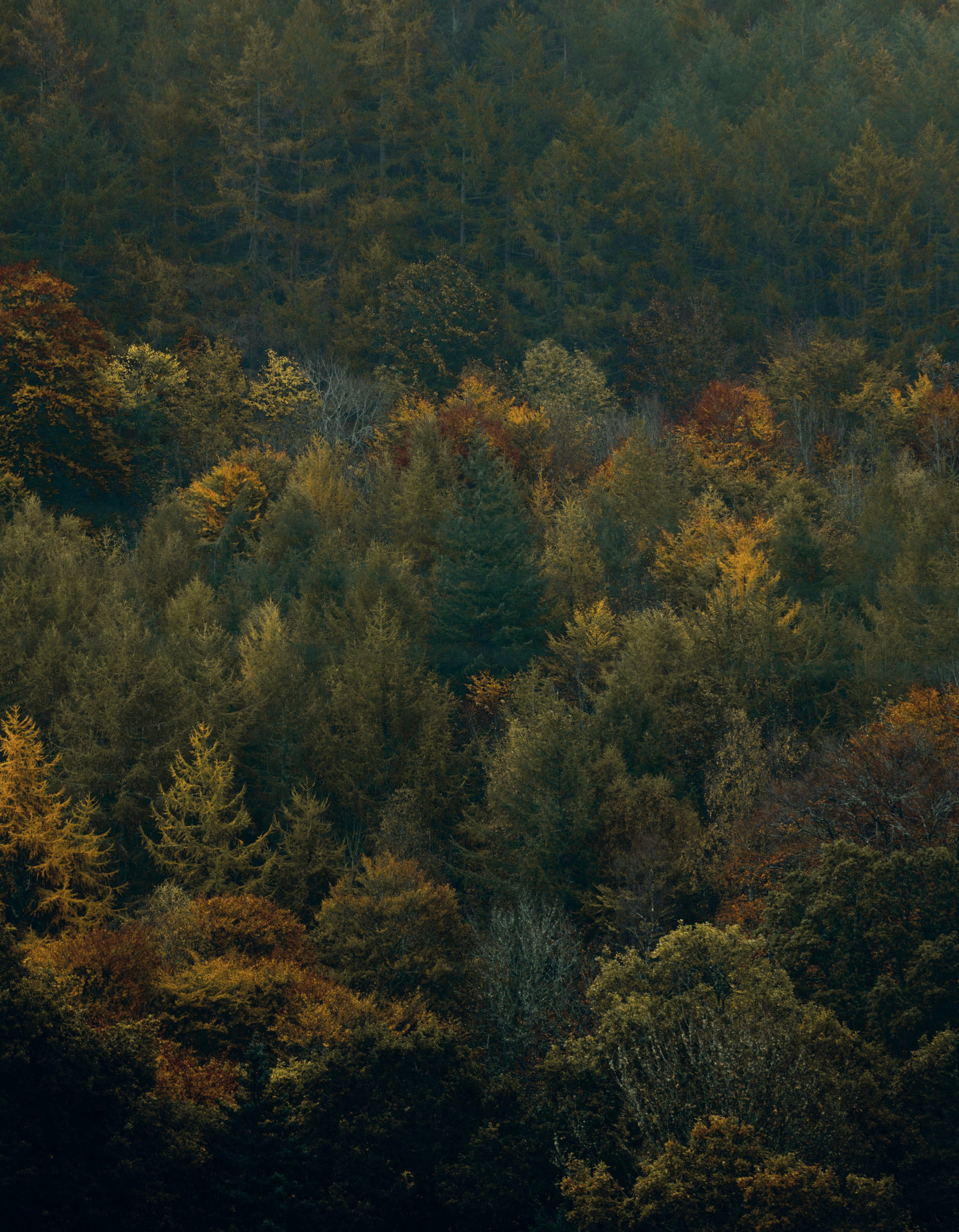 The Caledonian Forest