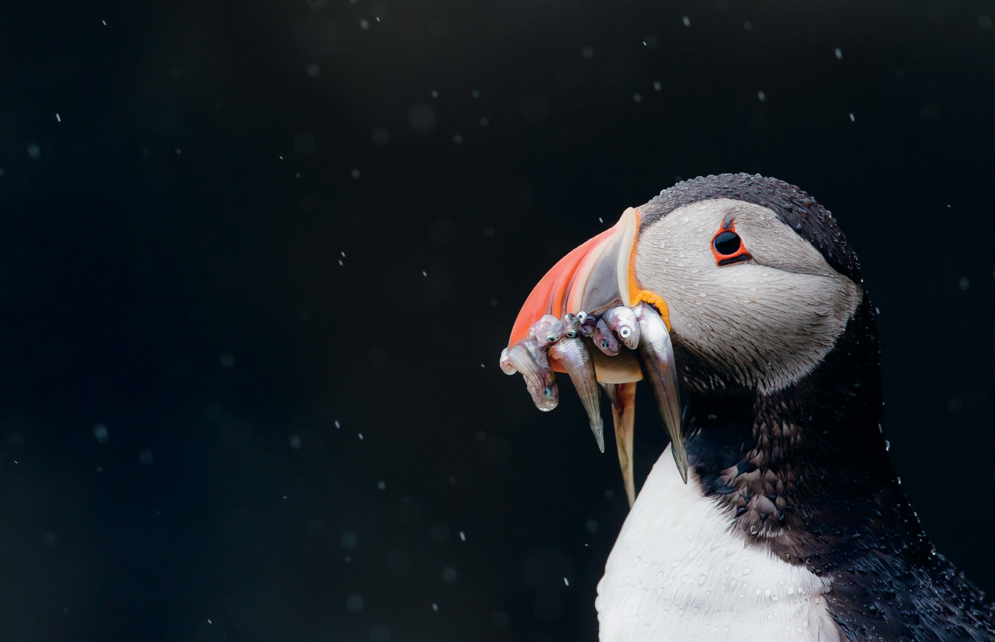 Savouring Scottish Puffindom
