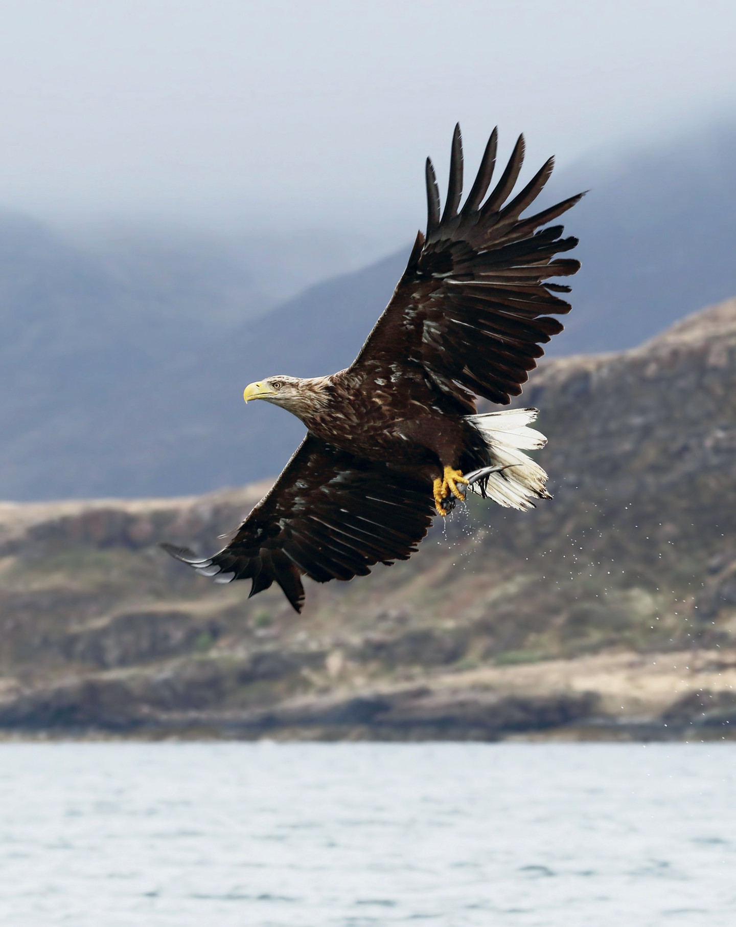 Five Winter Species to Encounter on the Isle of Mull