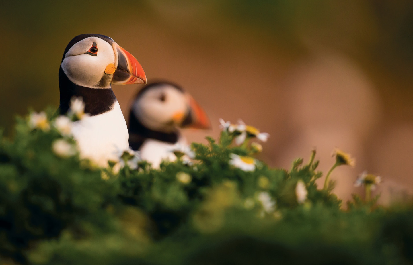 Savouring Scottish Puffindom