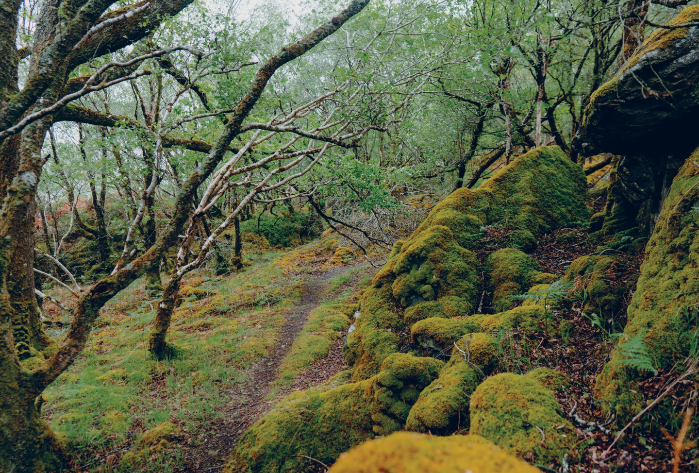 Image One