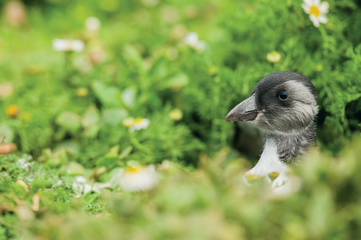Savouring Scottish Puffindom