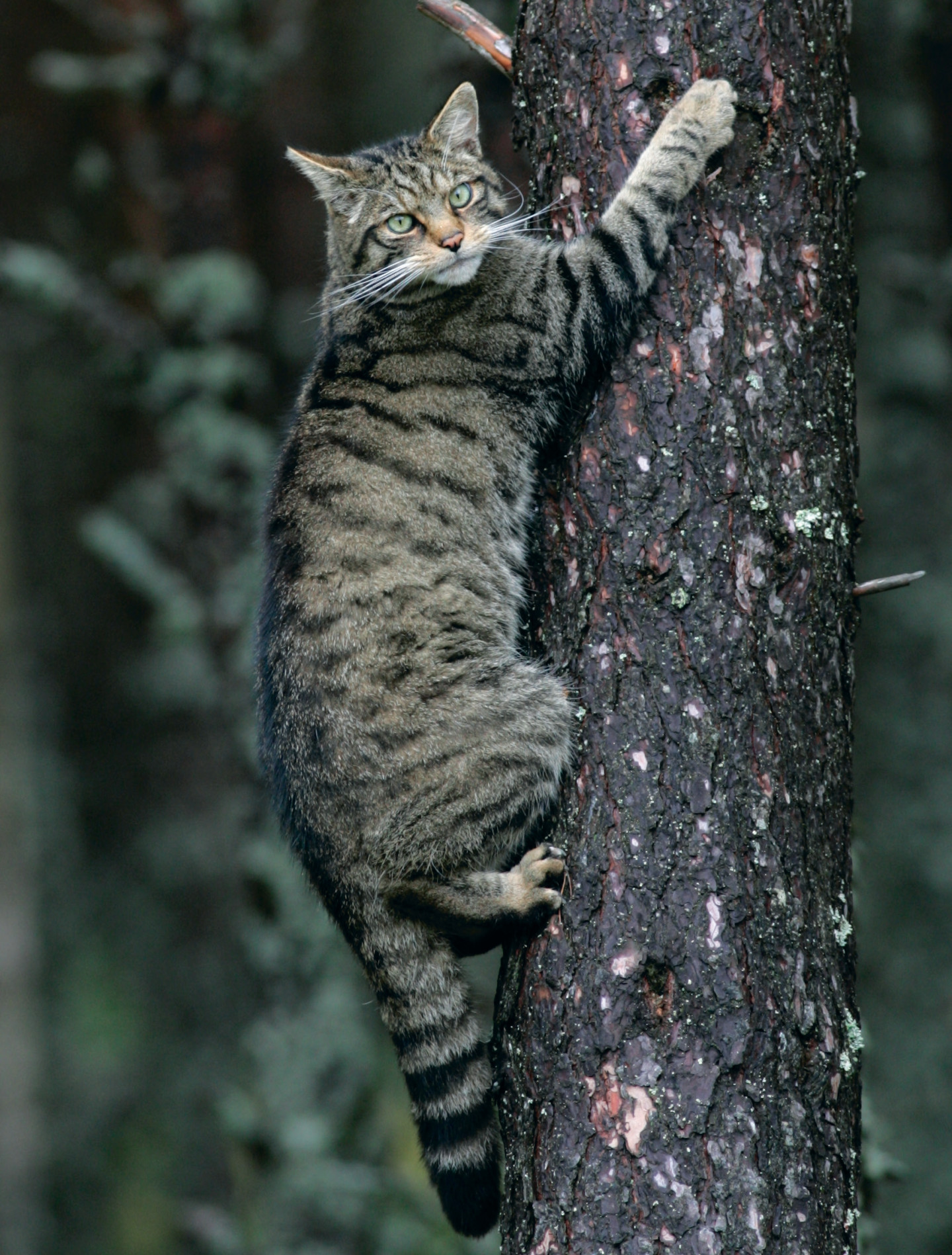 Scottish Wildcat - The Highland Tiger