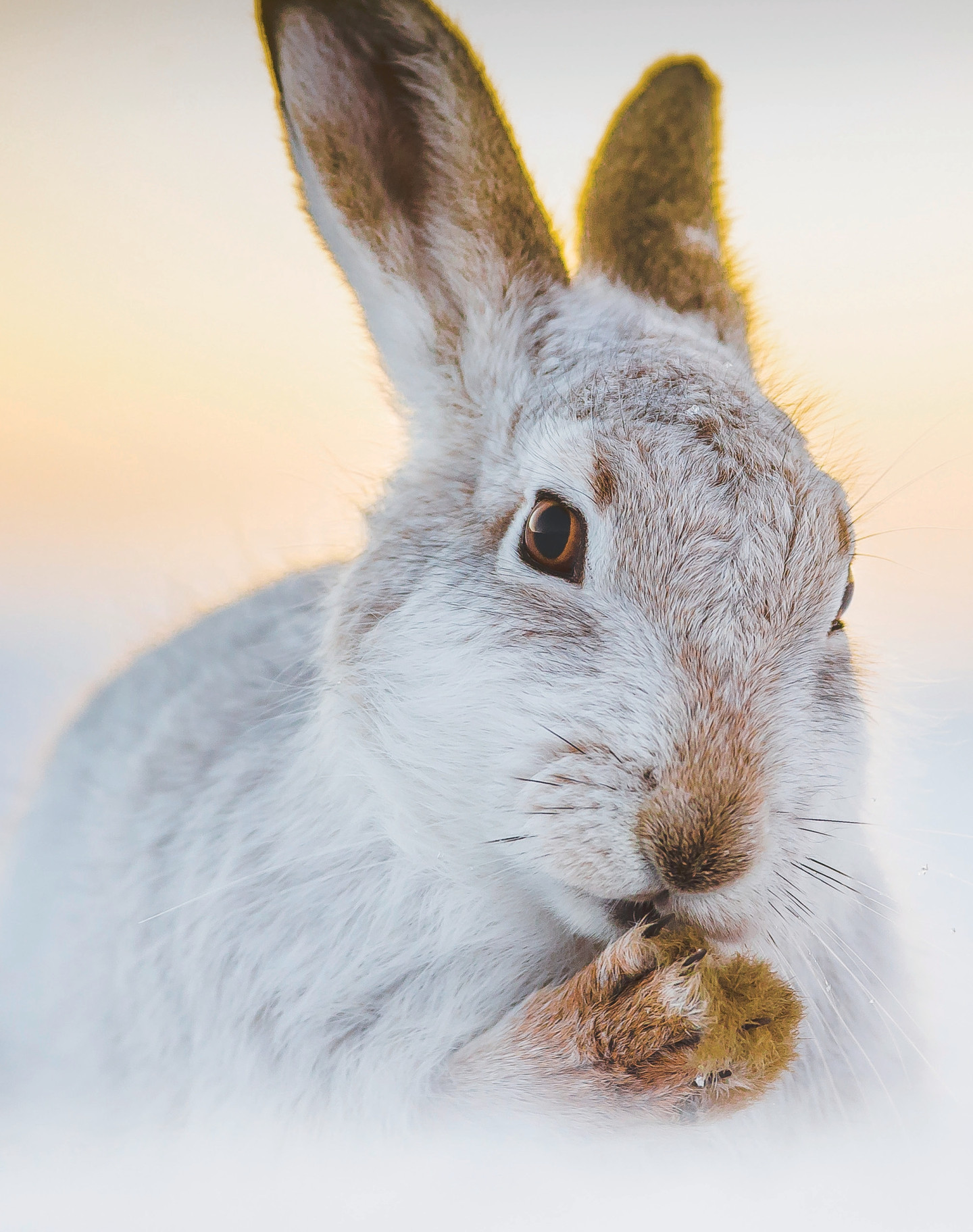“Photographing hares in the winter is a magical experience. The fresh covering of snow often transforms mundane scenes into a magical winter wonderland.”