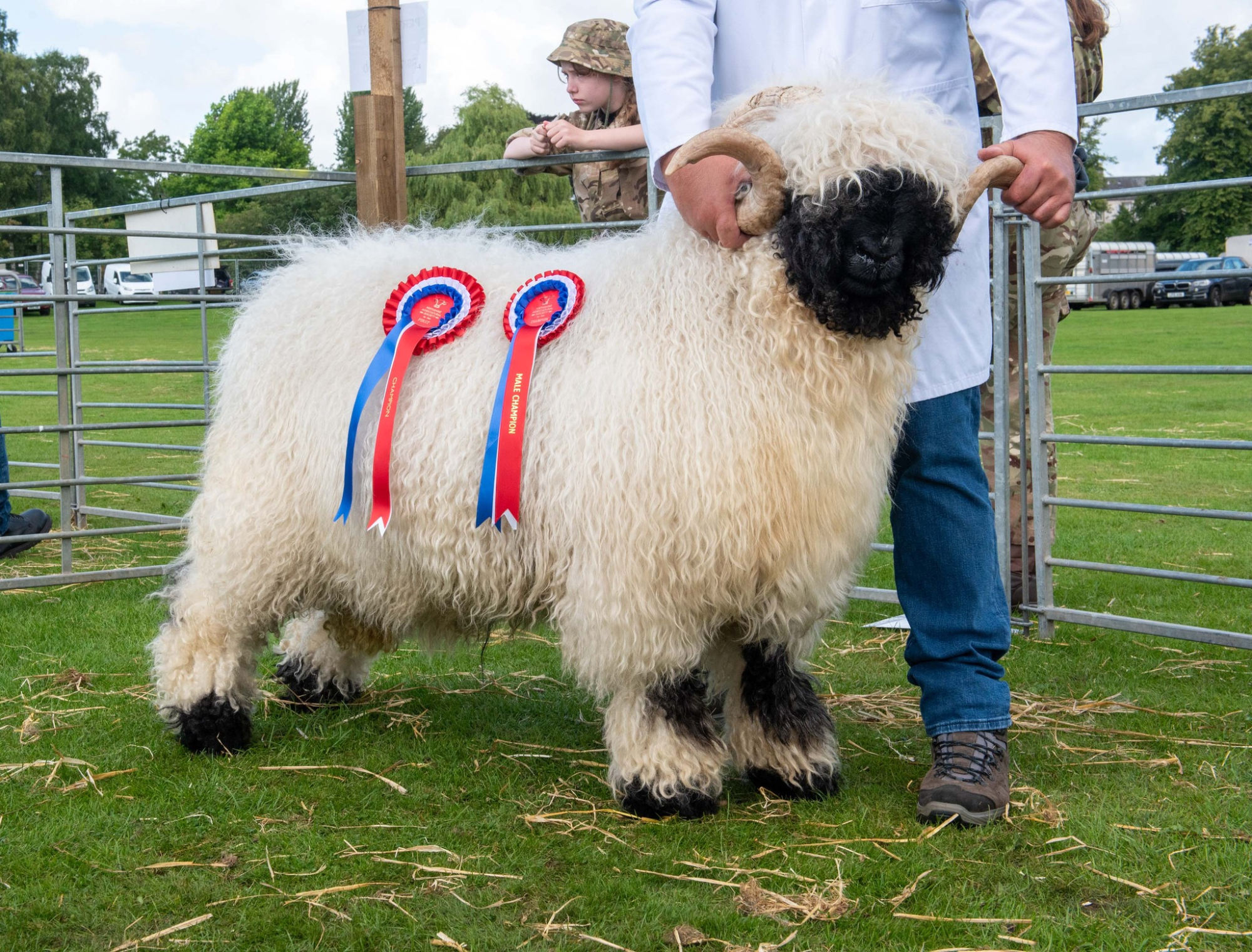 Black-faced ram with two rosettes held on a lead at a livestock show