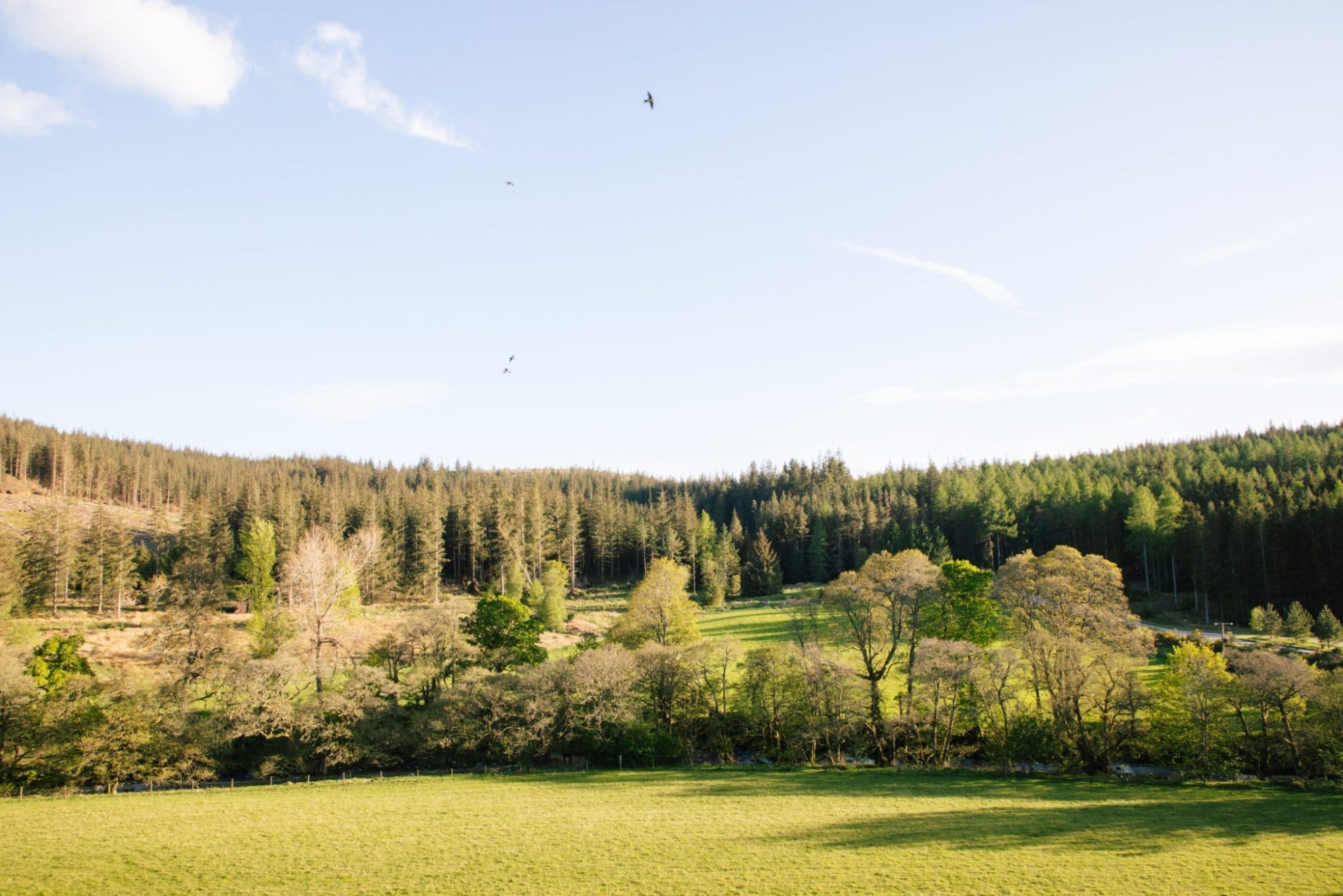 Birds circle above a valley of forest and green fields lit by early evening sun.