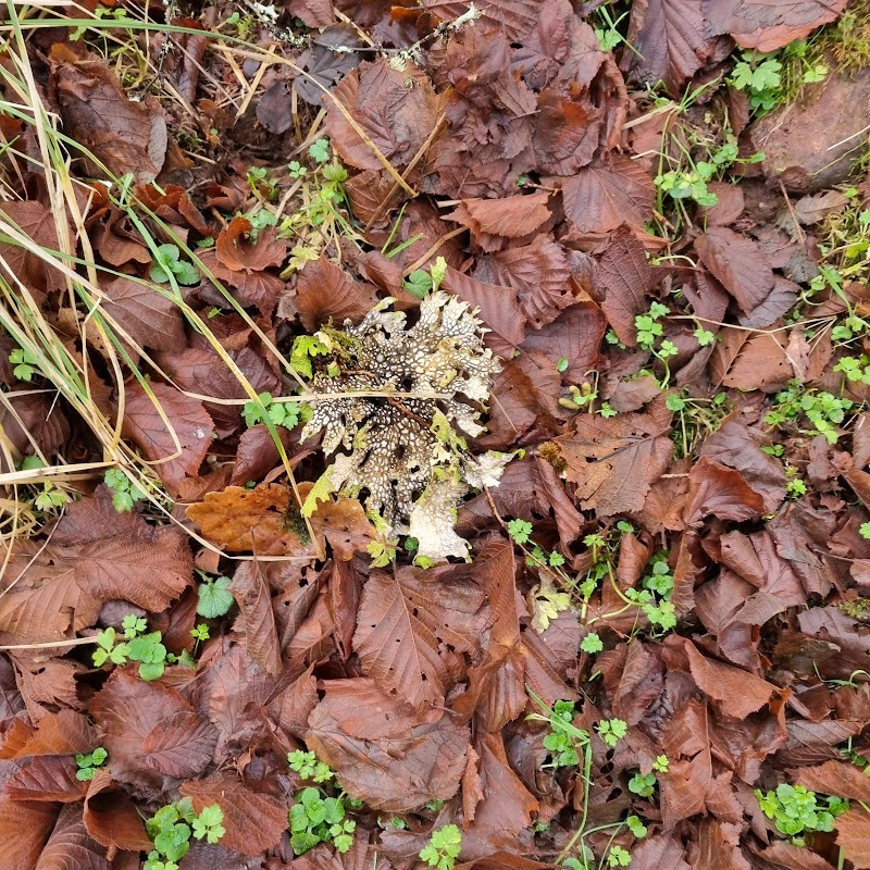 Glen Nant National Forest