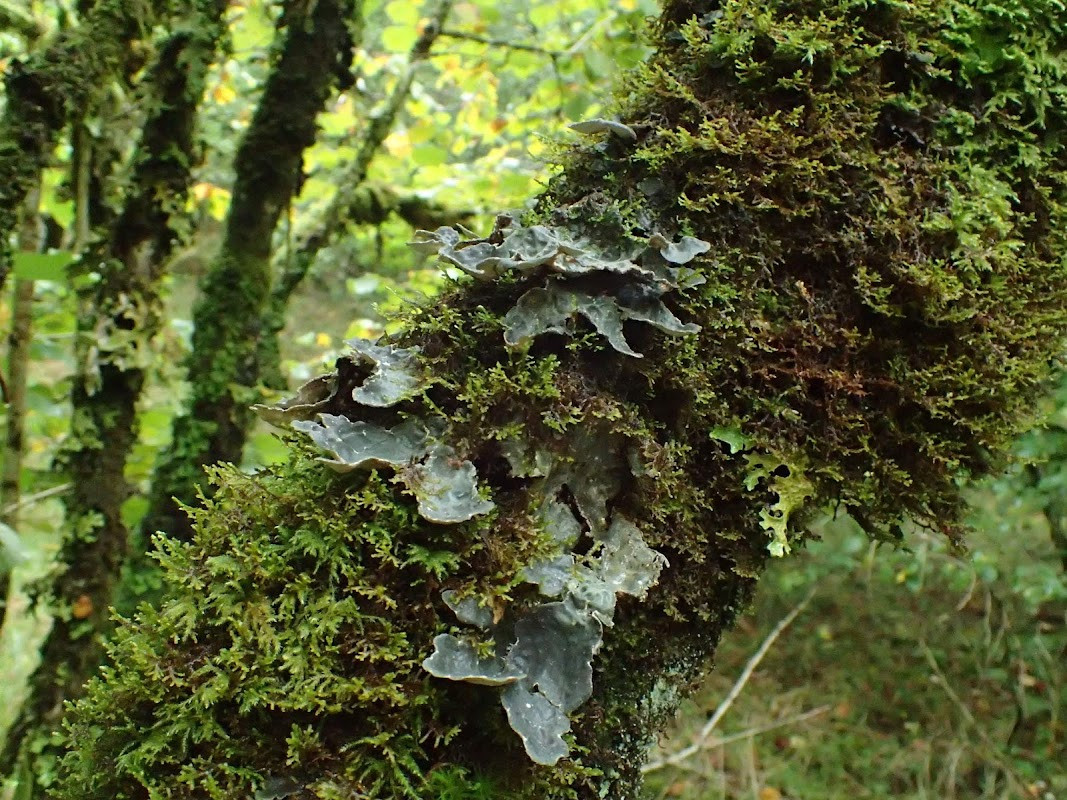 Glen Nant National Forest