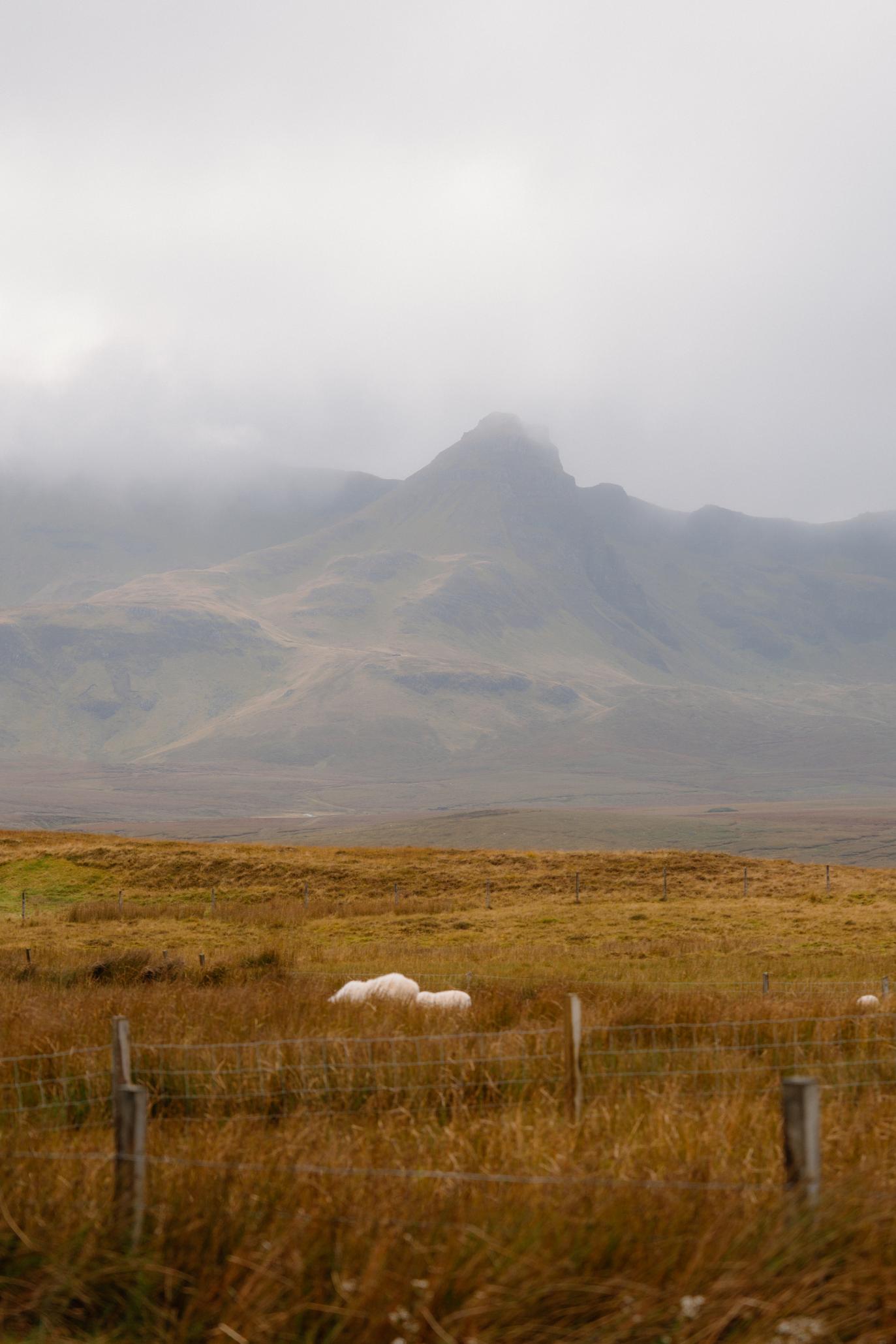 Sheep graze in a field behind a wire fence, a mist-wreathed peak rising beyond the moorland.