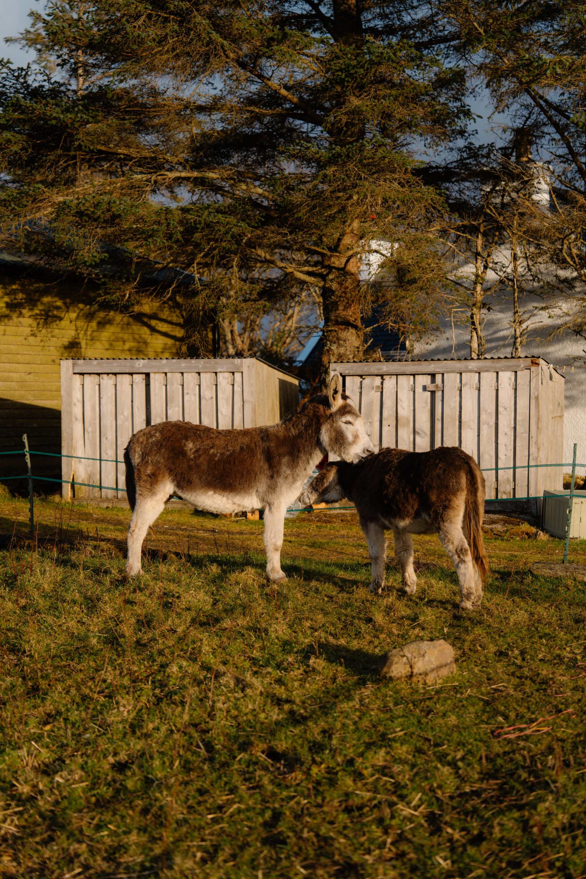 Two donkeys stand nose to nose in front of a row of timber outbuildings beneath a large pine tree.