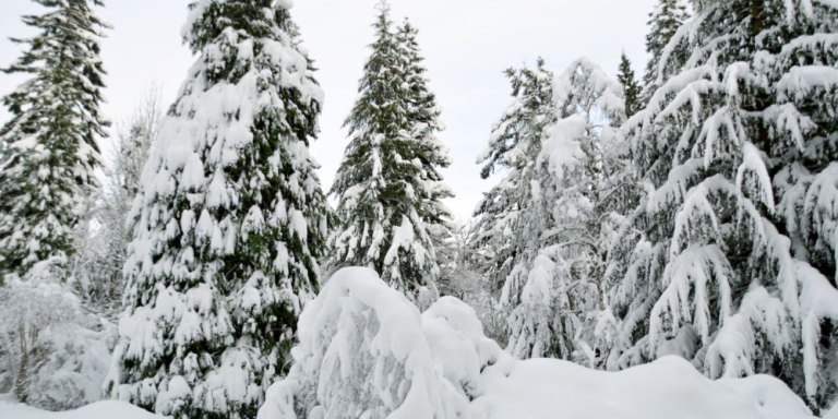 Glen Tanar Christmas Fair
