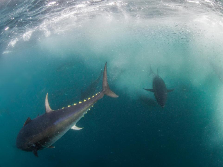 World's most expensive fish, bluefin tuna, spotted in Firth of Clyde