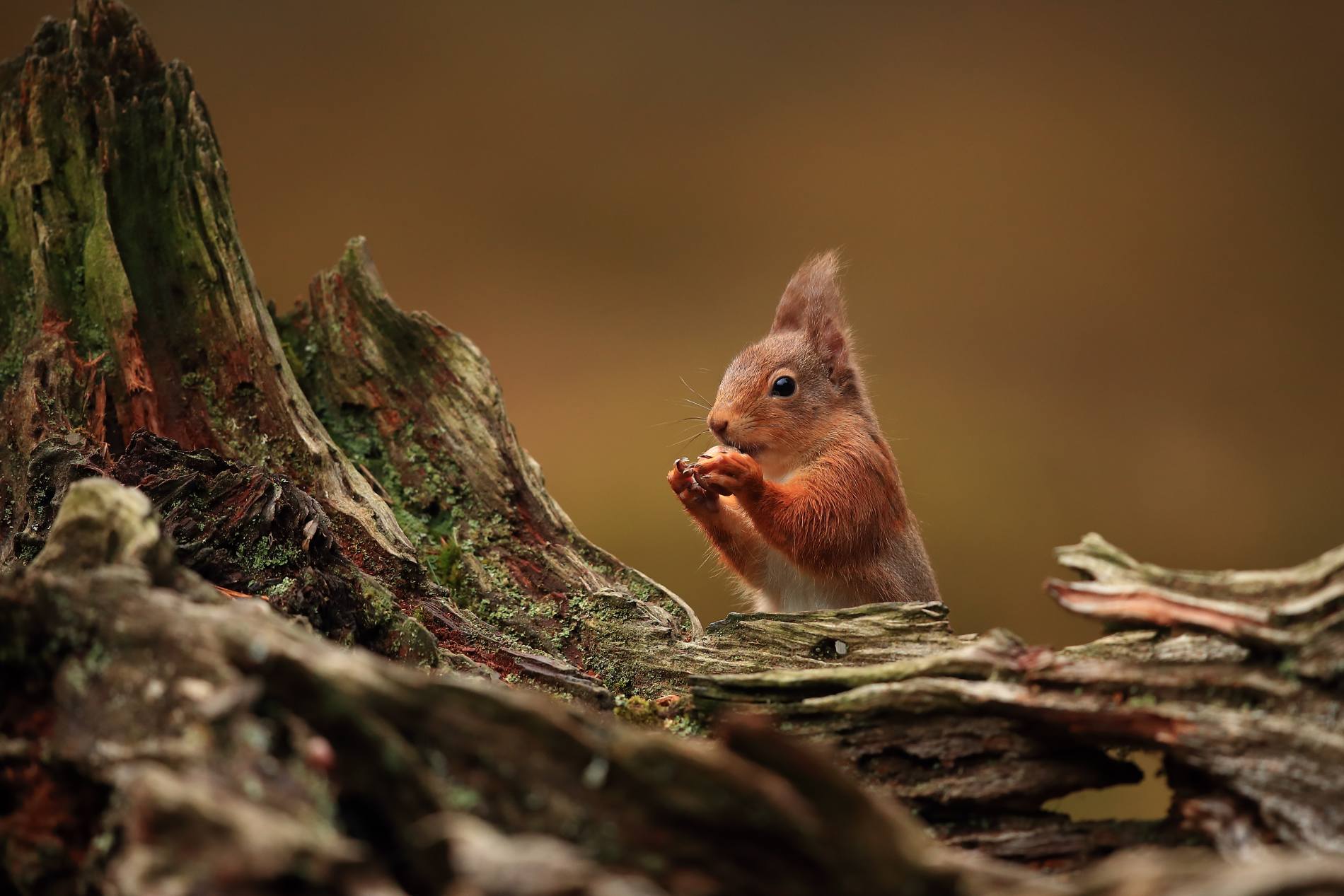 Saving Scotland’s Red Squirrels