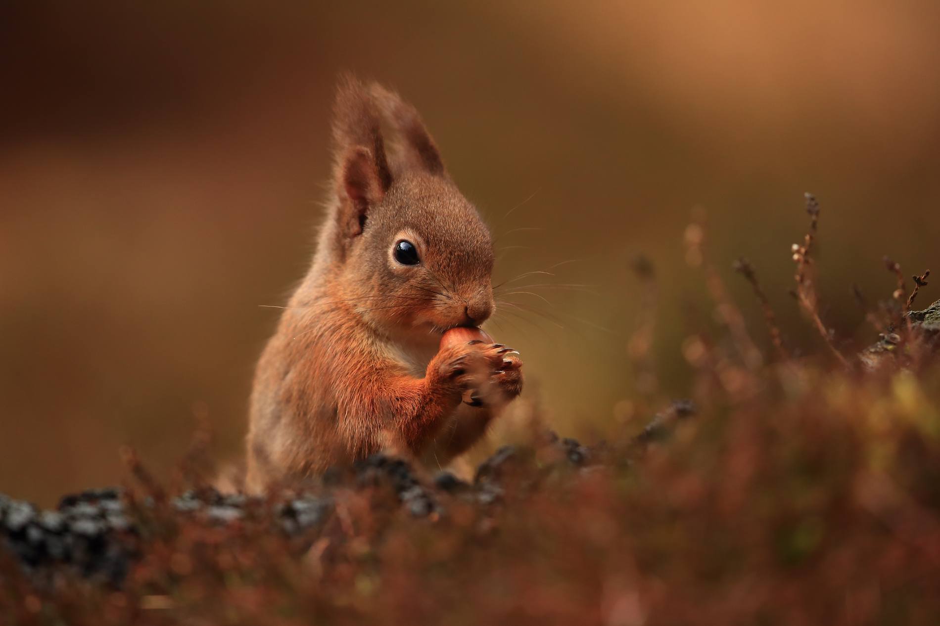 Saving Scotland’s Red Squirrels