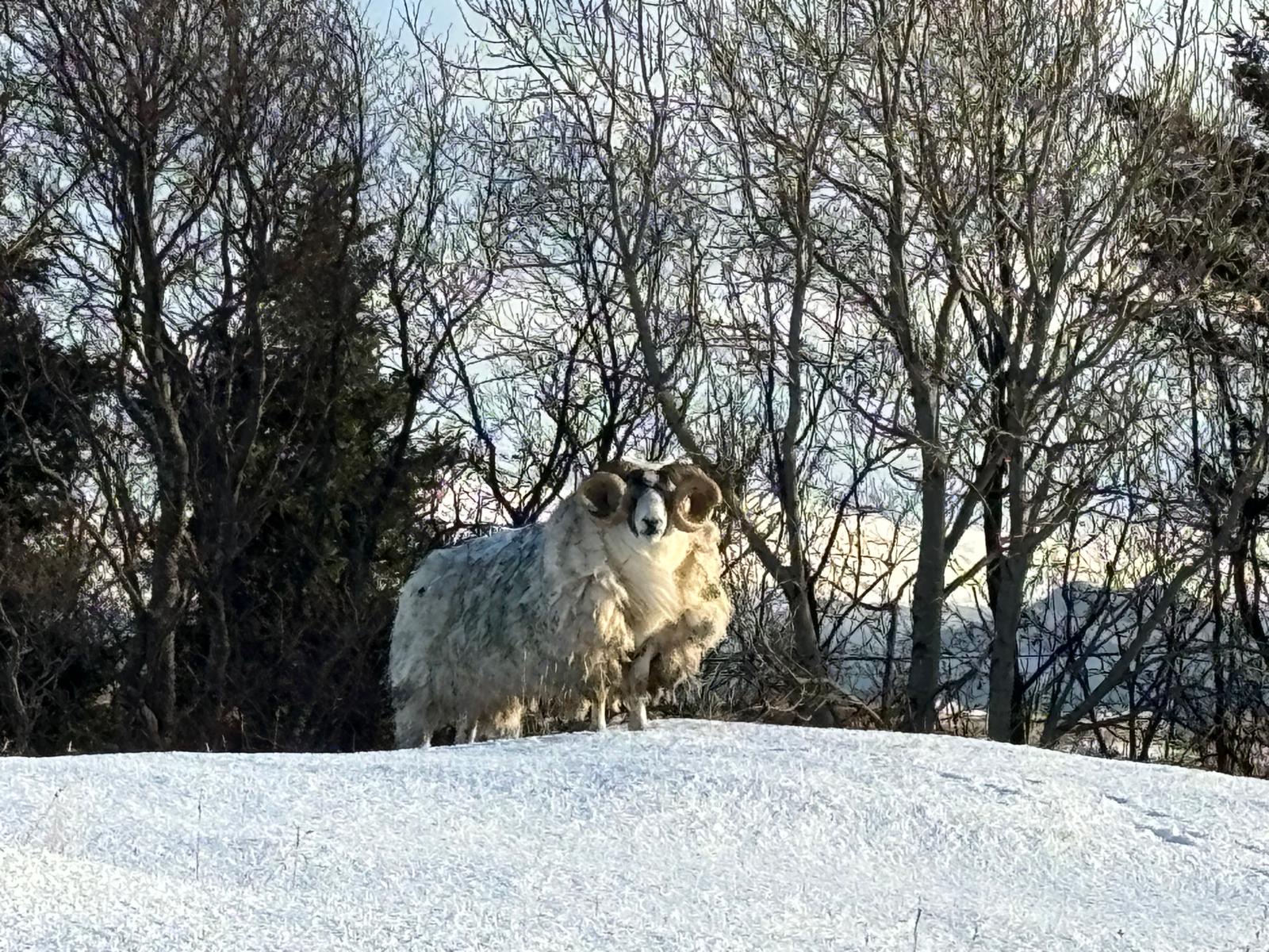 A shaggy ram with curled horns stands on a snow-covered mound before bare trees.