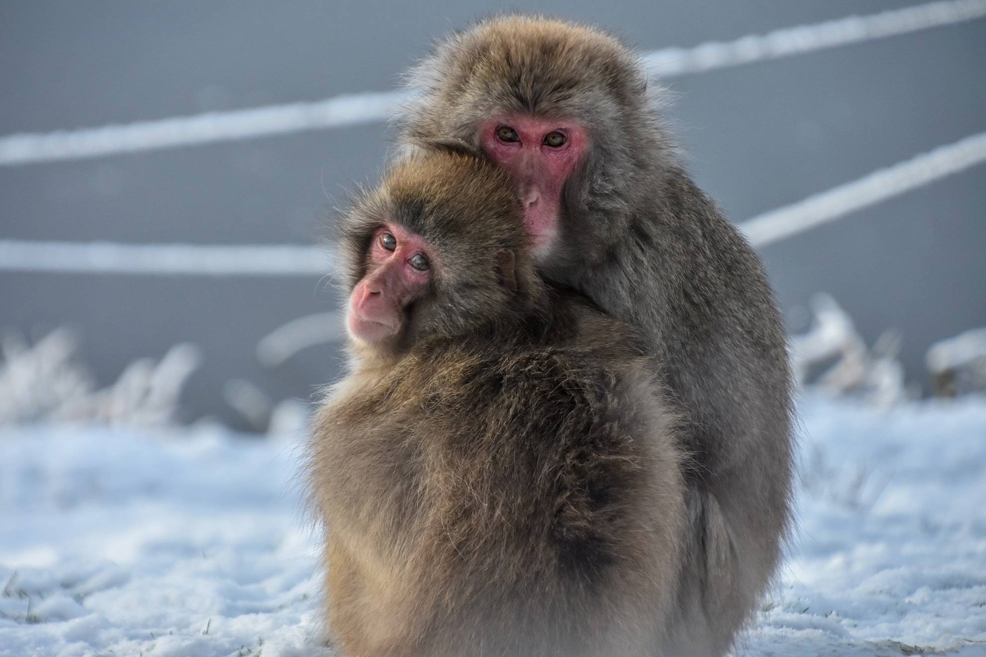 https://hiddenscotland-gallery.ams3.cdn.digitaloceanspaces.com/wp/2025/10/imgi_15_japanese_macaque_1-large-1761082406.jpg