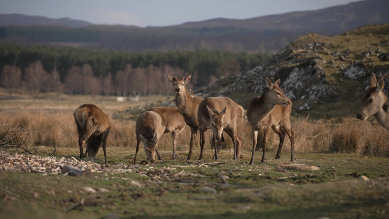 The Highland Wildlife Park
