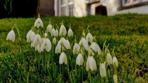 Comrie Plans to Become Scotland’s First ‘Snowdrop Village’