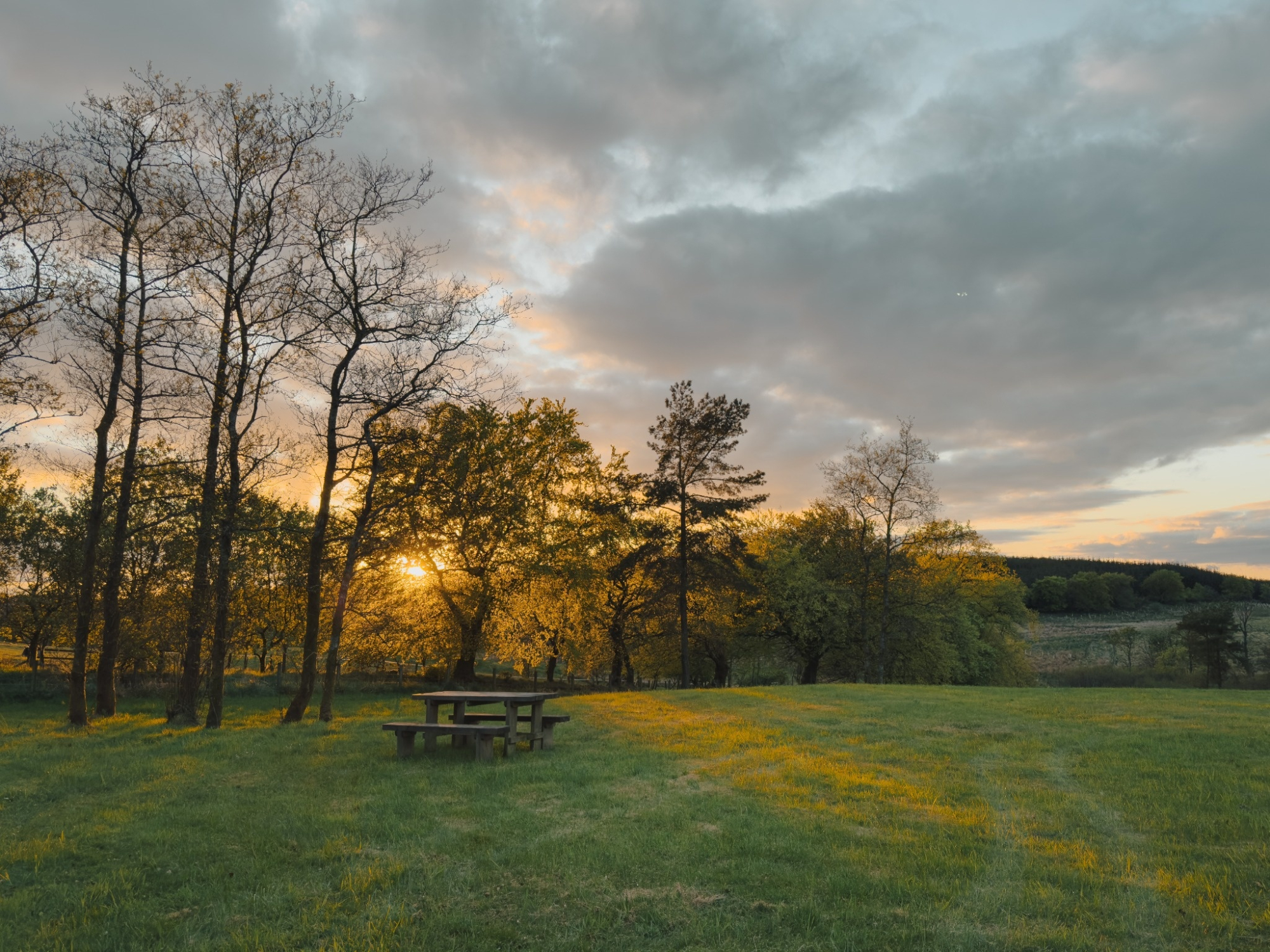 A wooden picnic bench sits in an open field, sunset light breaking through a line of trees behind it.