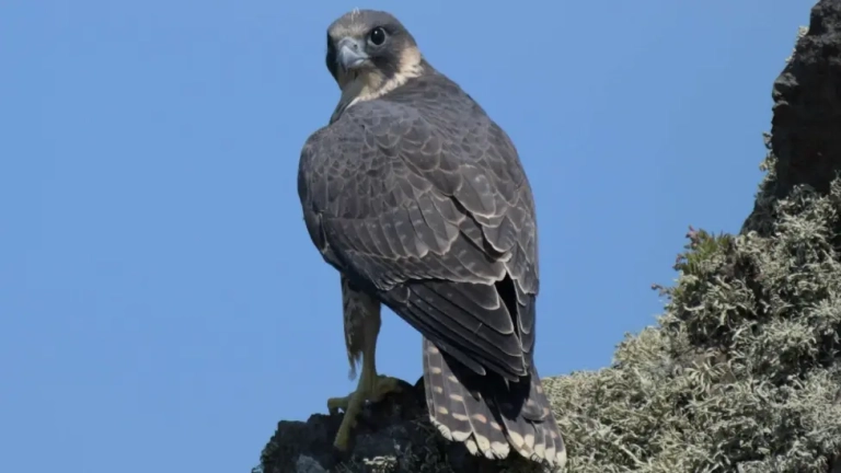Warning that Cairngorms' peregrine falcons in decline