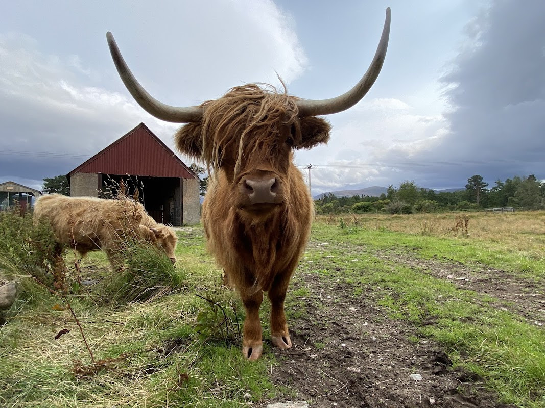 Rothiemurchus Farm Shop