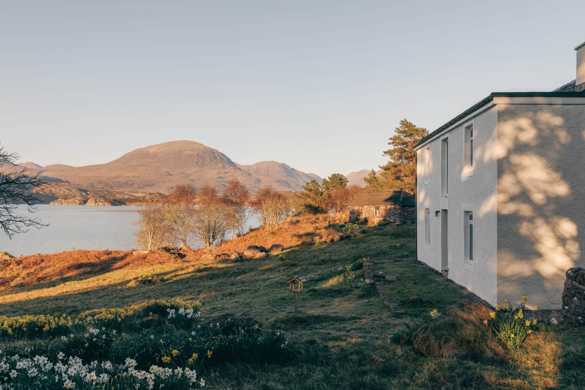 A white house stands on a grassy slope above a loch, daffodils blooming in the foreground beneath mountains at sunset.