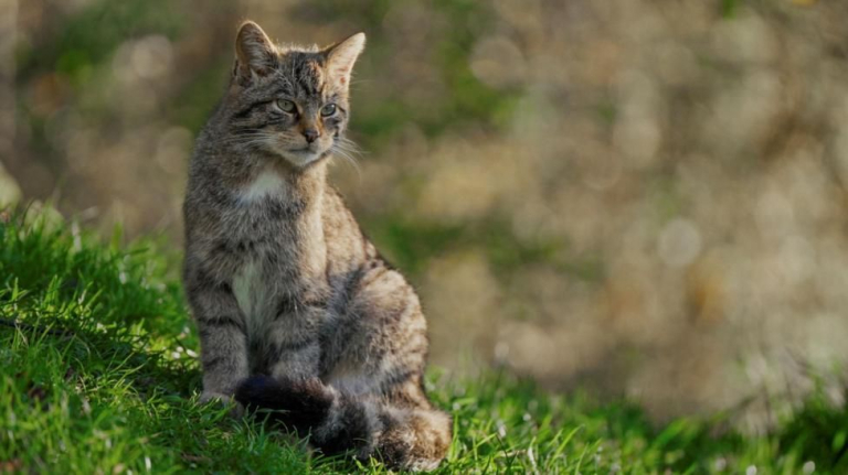 Project to save Scottish wildcats had 'successful' first year