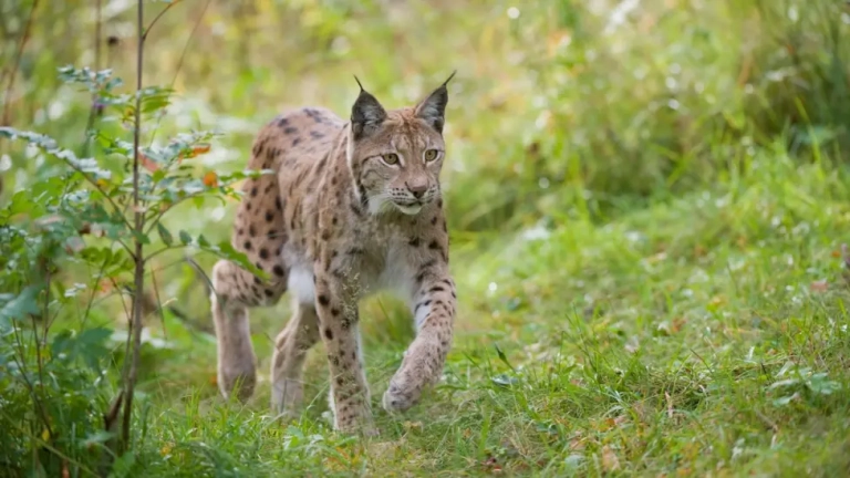 Highland locals to be asked for views on lynx reintroduction