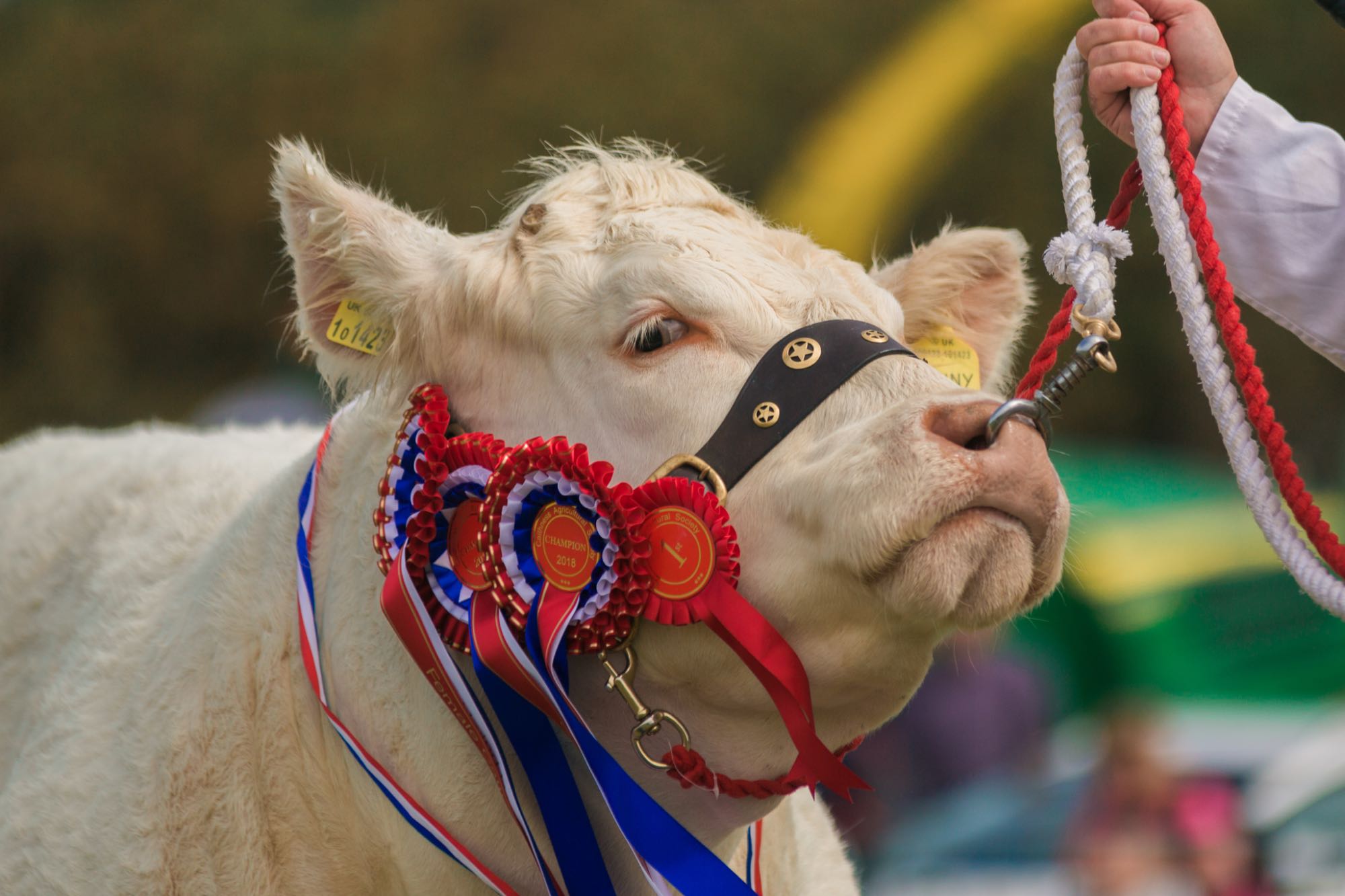 Caithness Agricultural Show 2026, Caithness