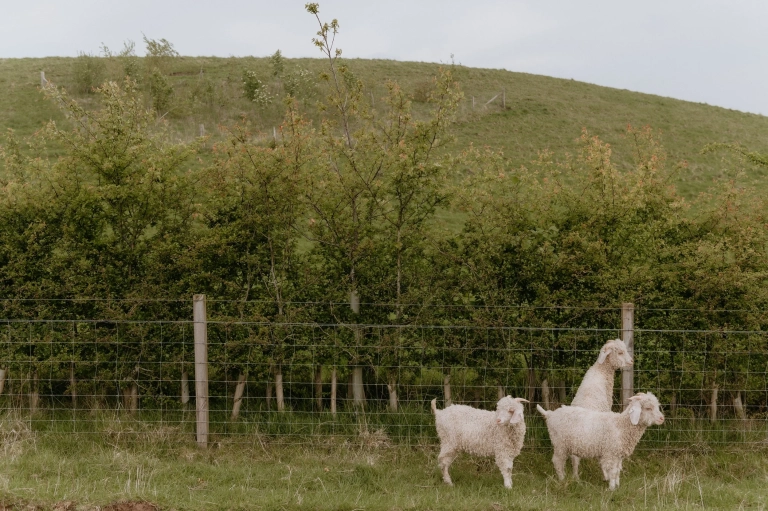 Hedgelaying for nature-friendly farms