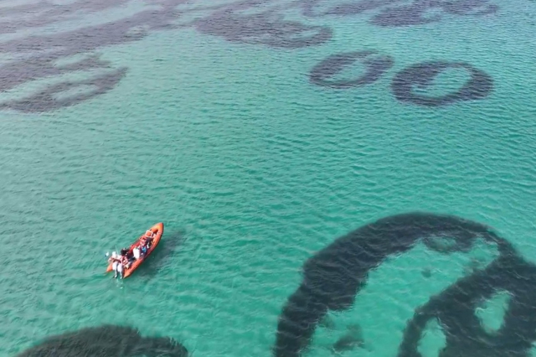 Rare 'fairy circles' spotted in underwater forests off Scotland