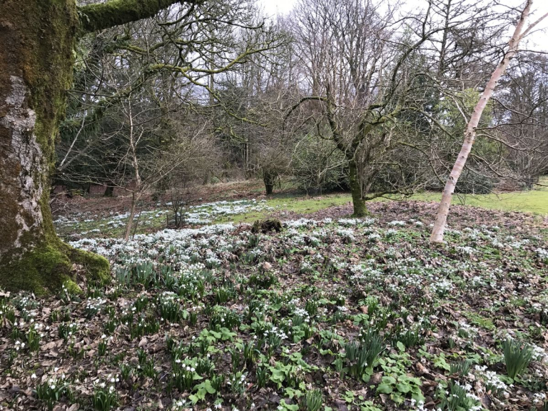 Braco Castle Gardens Snowdrops