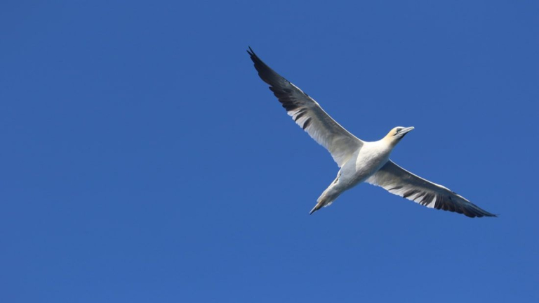 Wildlife Boat Trip from Findhorn Marina