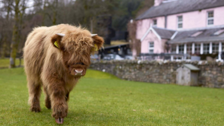 A Highland calf walks across a lawn before a pink harled house, a stone wall and outbuilding visible behind.
