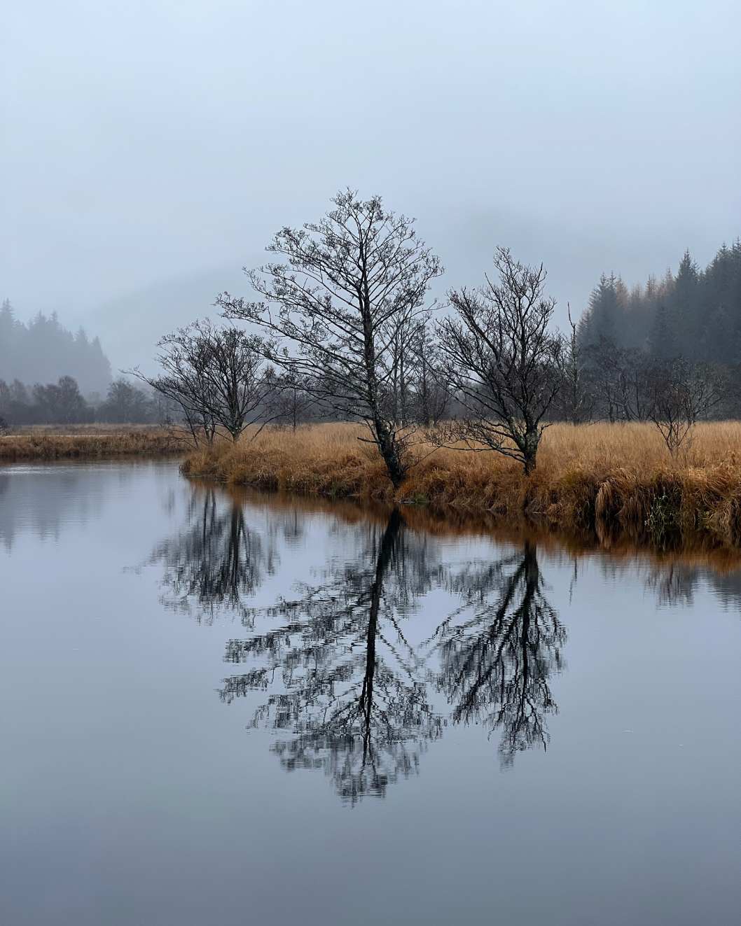 Bare trees stand reflected in the still water of a loch, mist hanging over the hills beyond.