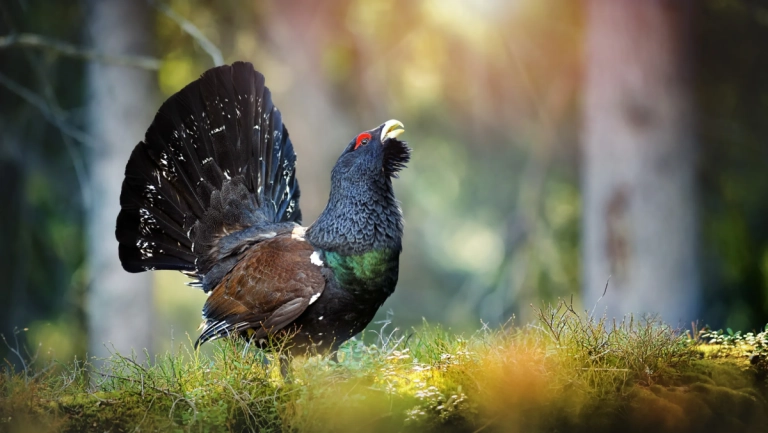 Small signs of recovery for Scotland’s rare capercaillie bird