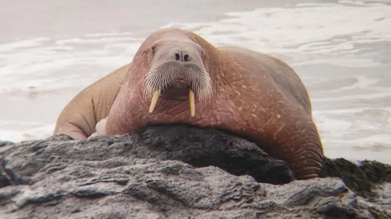 'Rare sighting' of walrus on rocks off Fife coast