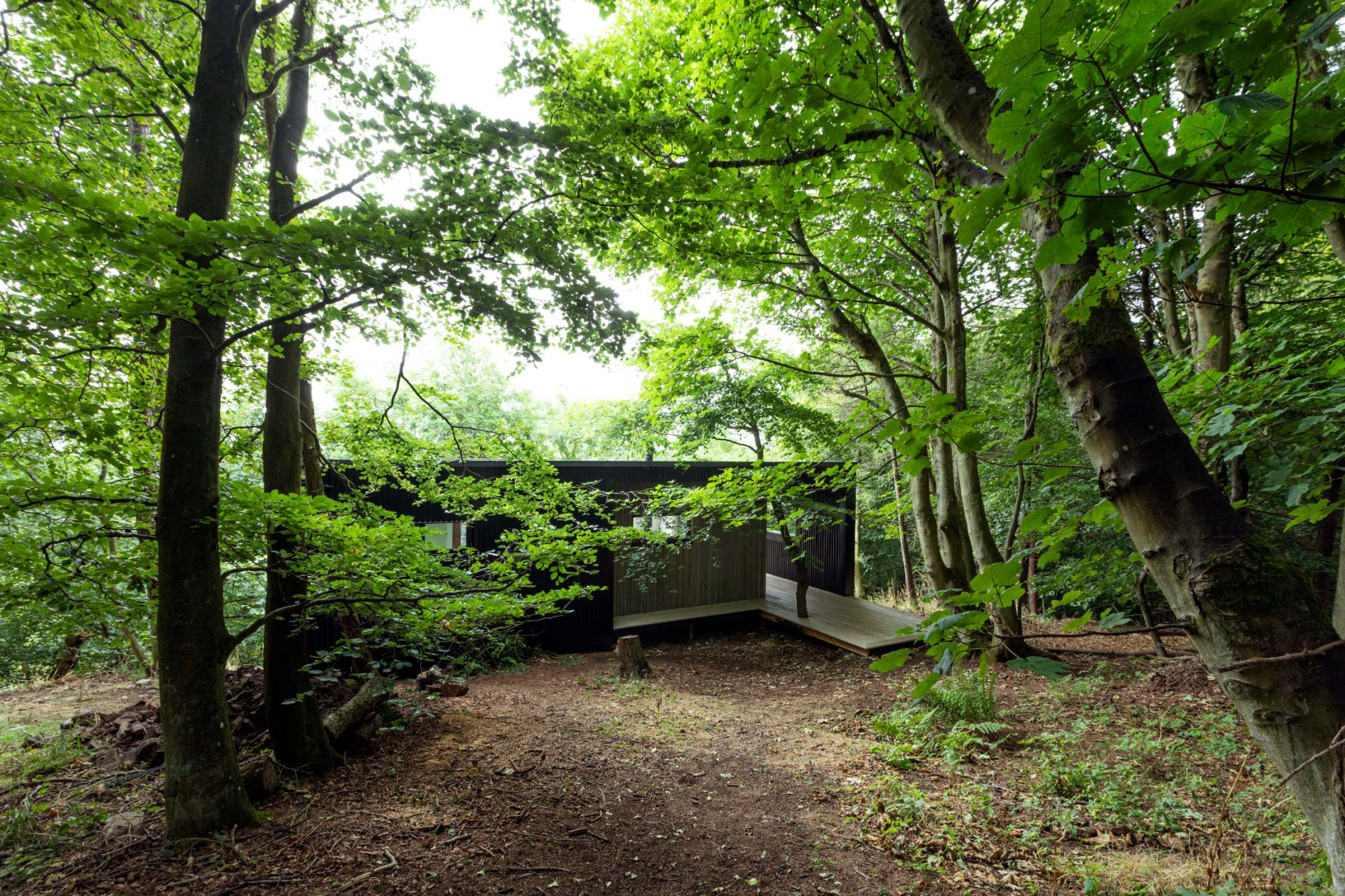 The black timber cabin sits low among tall beech trees, its decking and glazed end wall just visible through the leaves.