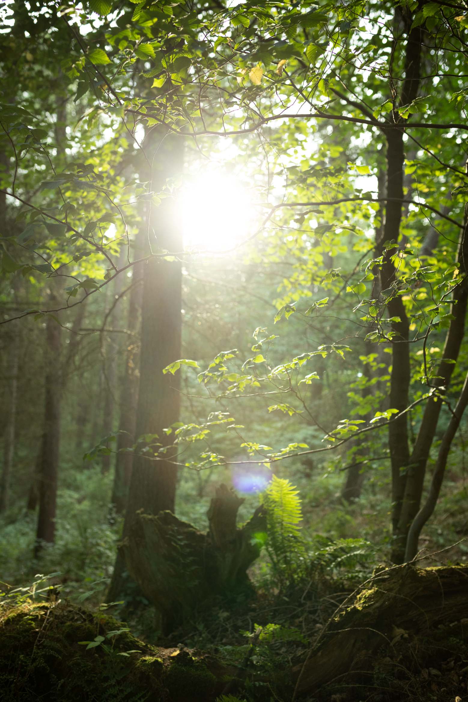 Low sunlight breaks through woodland trees onto a fern growing from a mossy stump.