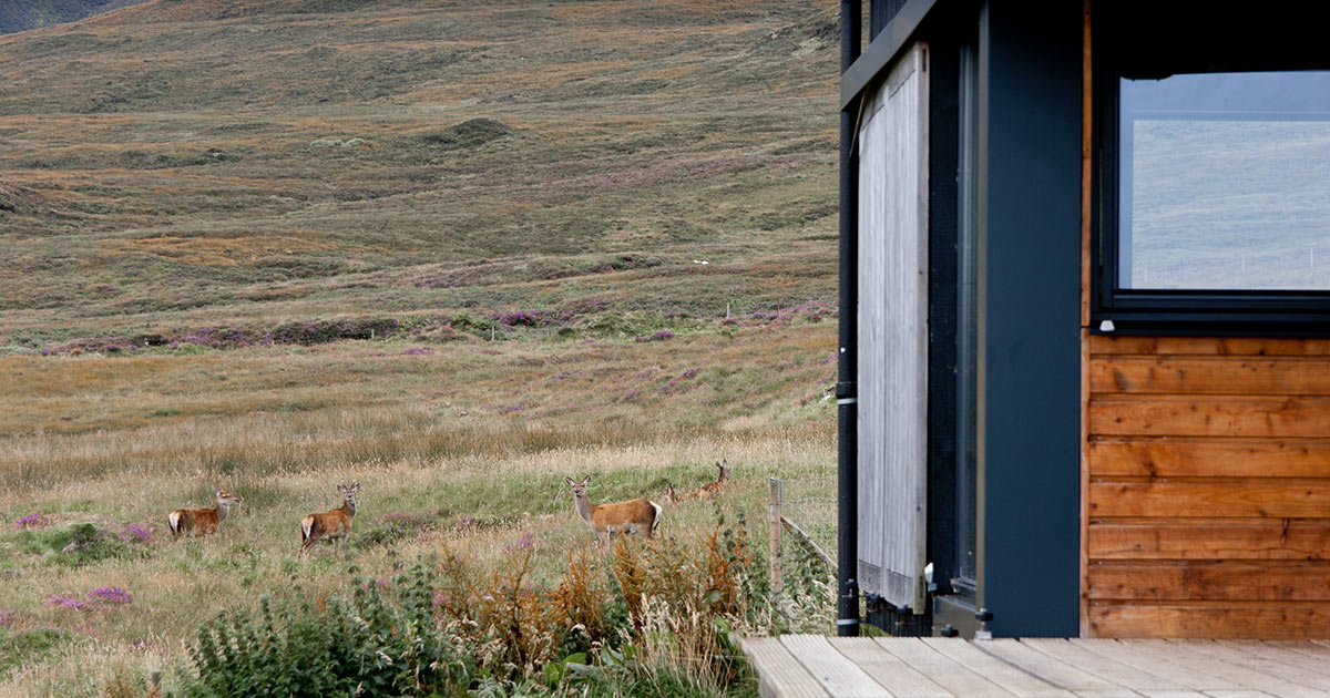Three deer graze in long grass beside a dark timber cabin, hills rising behind.
