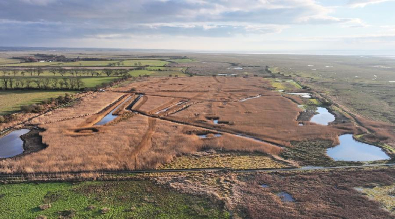 Reedbed reboot leads to rare raptor return