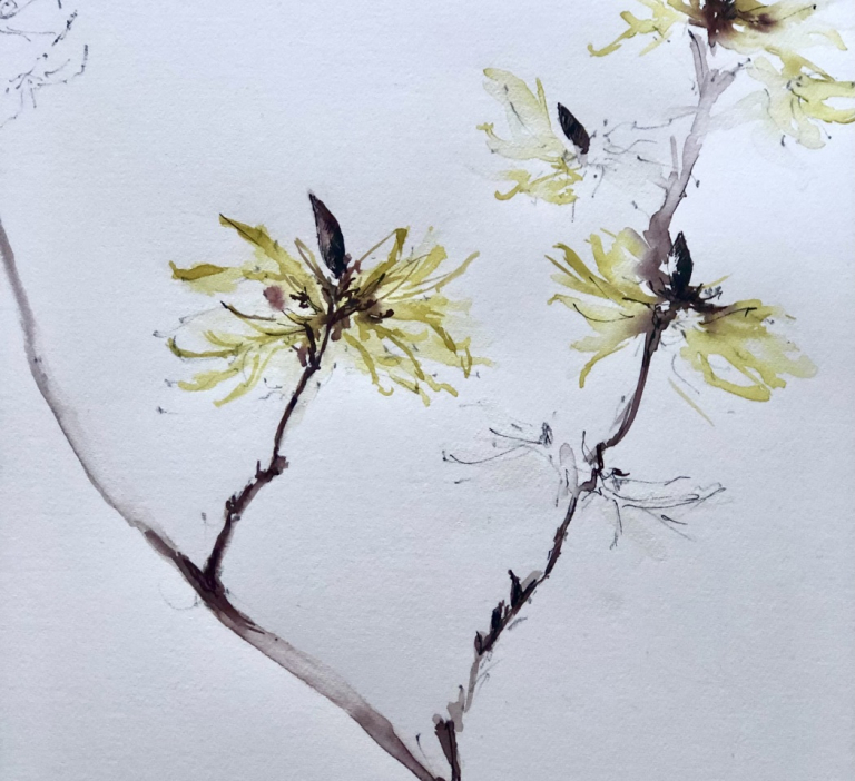 Stems and Sketch Drawing Workshop