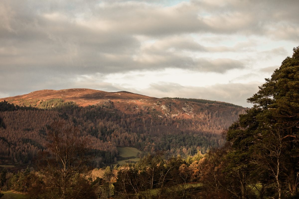 Layered hills covered in autumn heather and forest stretch beneath a cloudy sky.