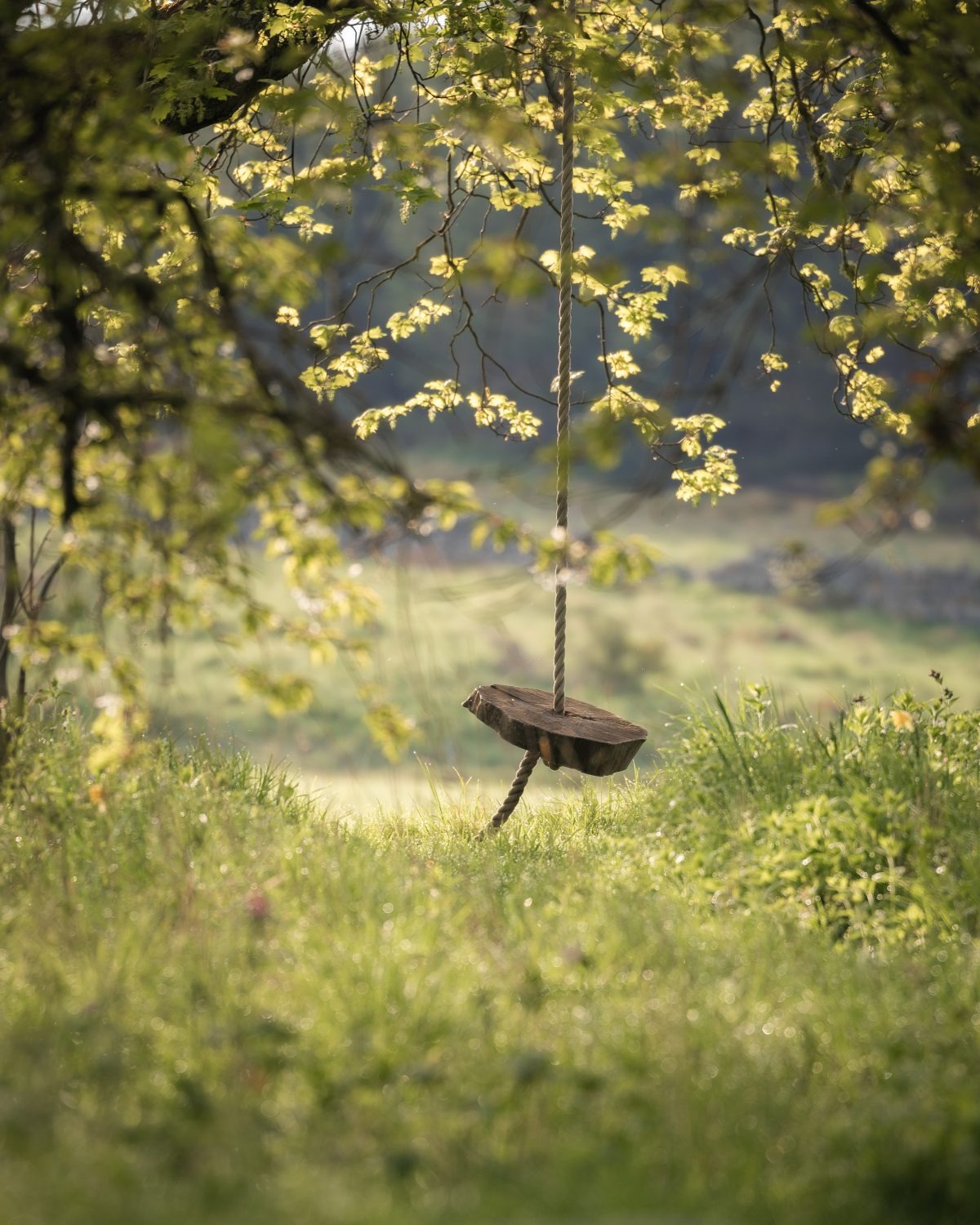 A wooden tree swing hangs from a branch over a grassy meadow, dappled light filtering through the leaves.